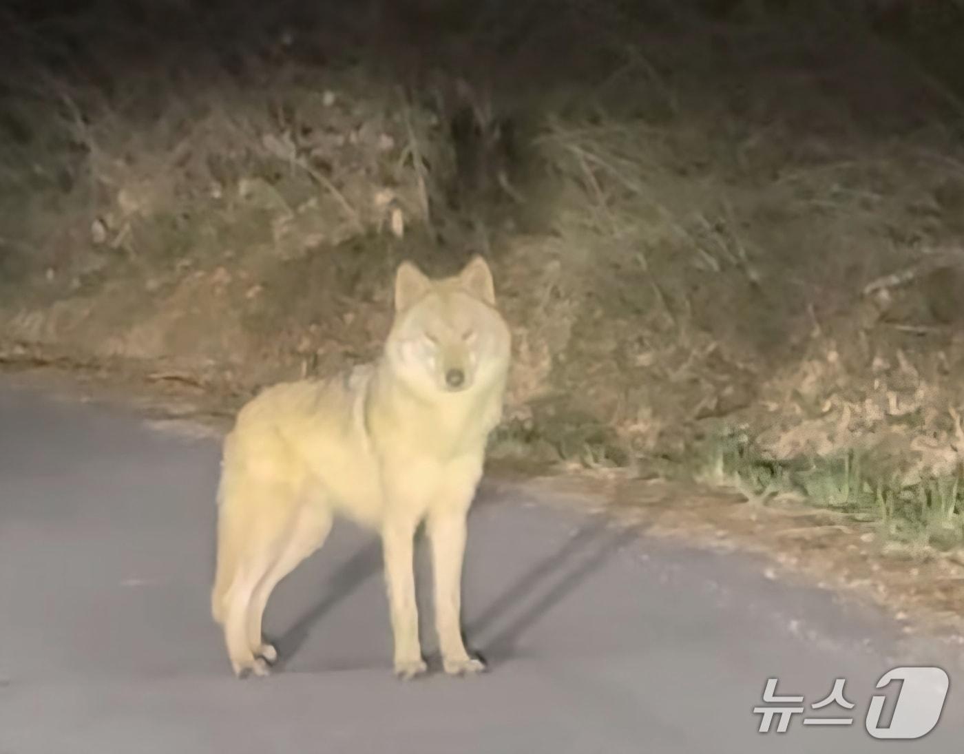 본문 이미지 - 늑대를 봤다고 신고한 시민이 SNS를 통해 공개한 영상 캡처 (인스타그램 갈무리·재판매 및 DB금지)) /뉴스1