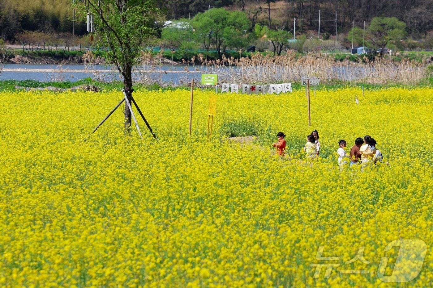본문 이미지 - 14일 광주 광산구 황룡강 생태정원에 유채꽃이 만개해 있다. (광산구 제공. 재판매 및 DB 금지) 