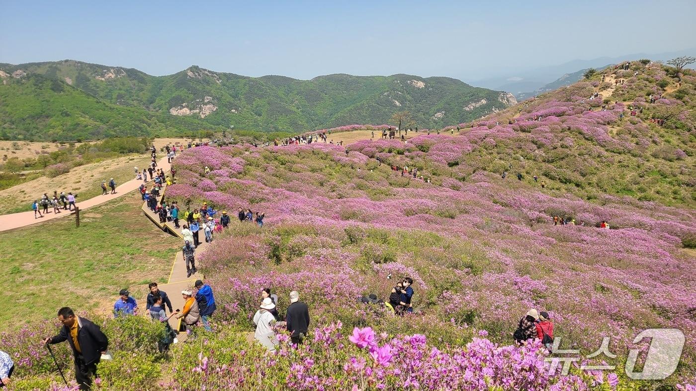 본문 이미지 - 합천 황매산 철쭉(합천군 제공. 재판매 및 DB금지).