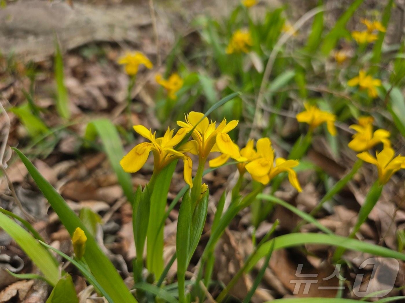 본문 이미지 - 멸종위기 야생생물 Ⅱ급이자 한반도 고유종인 노랑붓꽃의 모습. (국립공원공단 내장산국립공원백암사무소 제공. 재판매 및 DB 금지) 