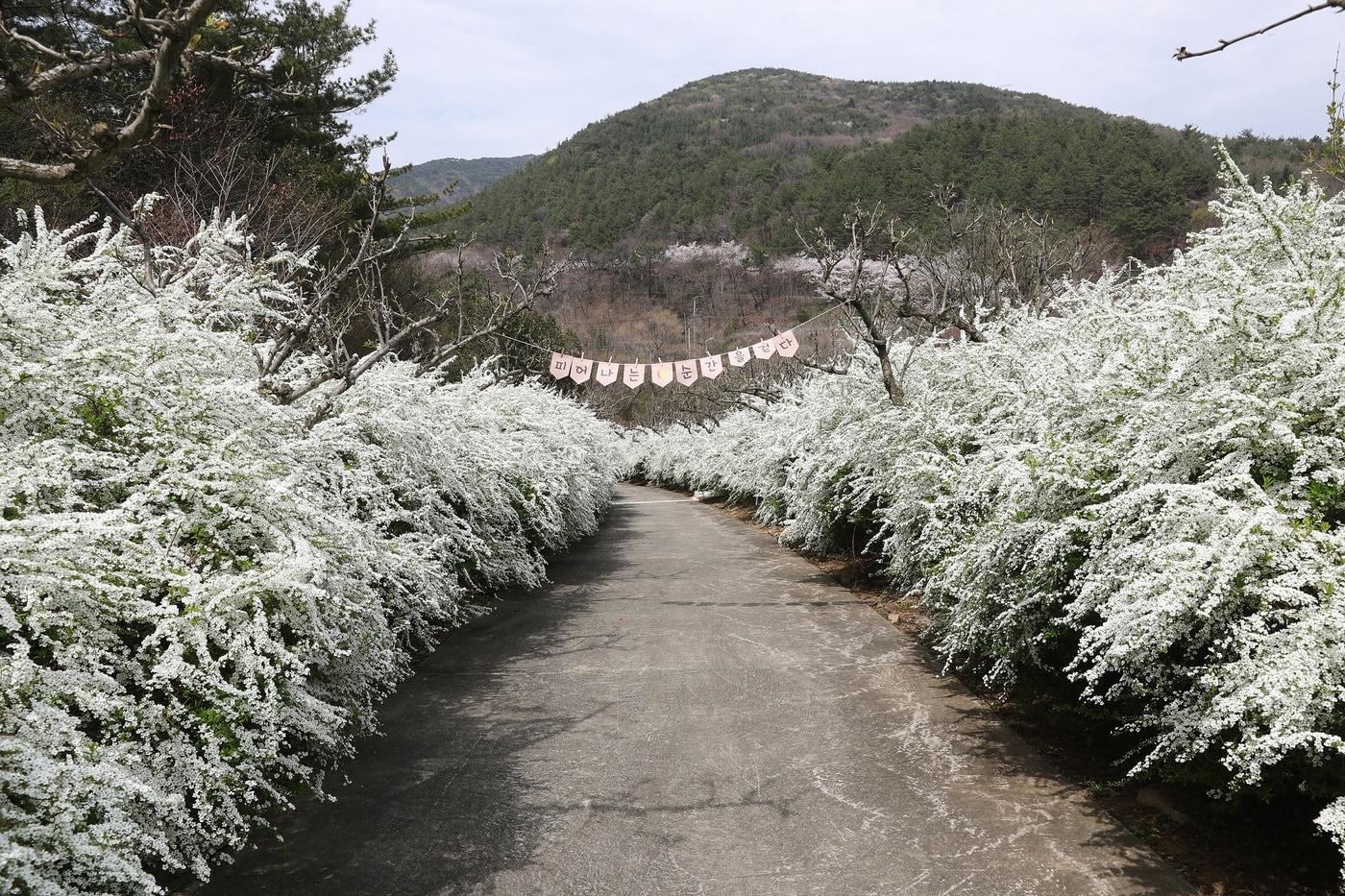 본문 이미지 - 무궁화수목원 내 꽃 터널 모습.(보령시 제공. 재판매 및 DB금지)/뉴스1