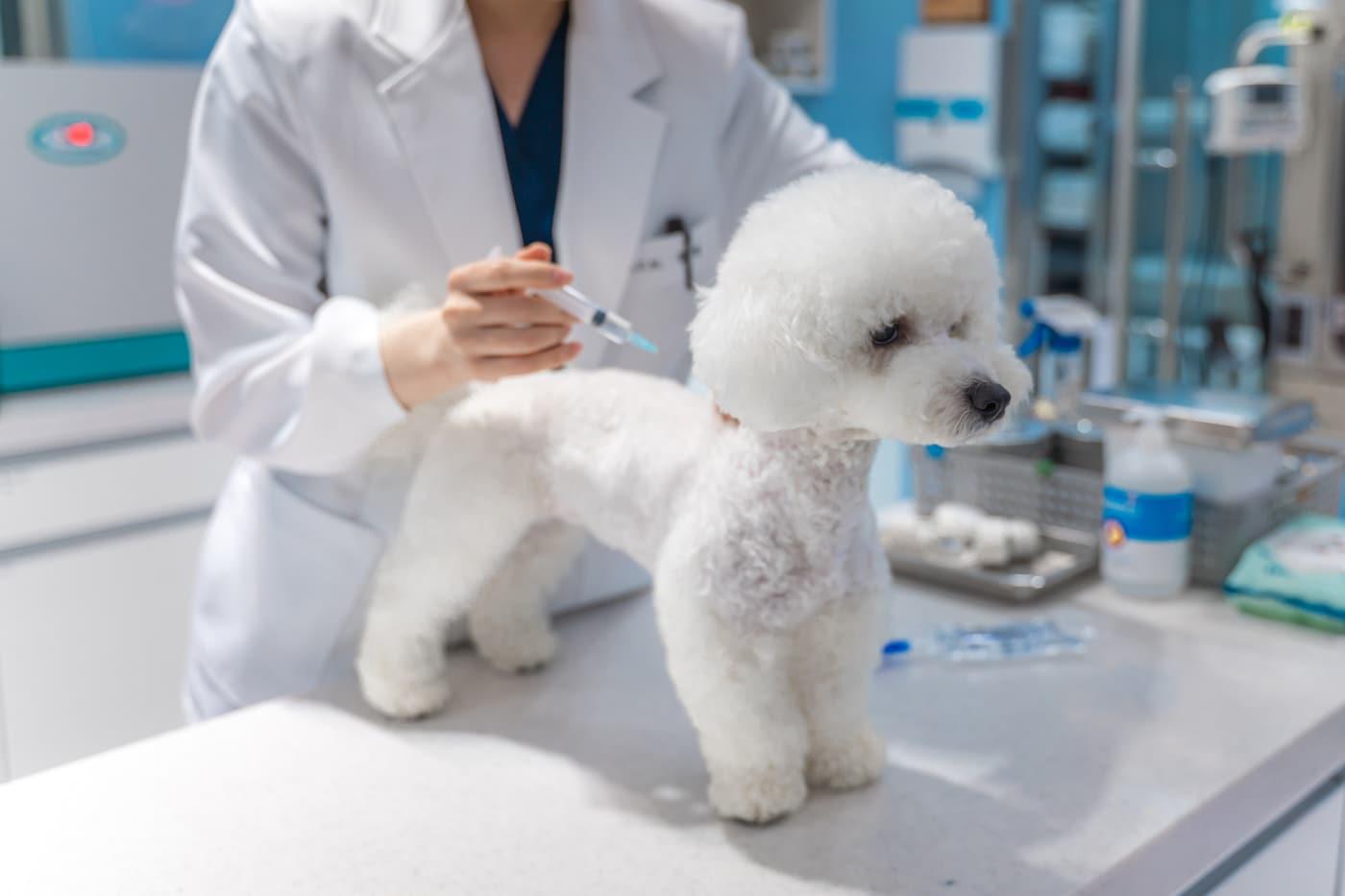 본문 이미지 - 광견병 예방접종