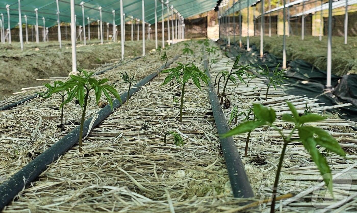 본문 이미지 - 인삼밭 전경.(뉴스1 자료, 재판매 및 DB 금지)