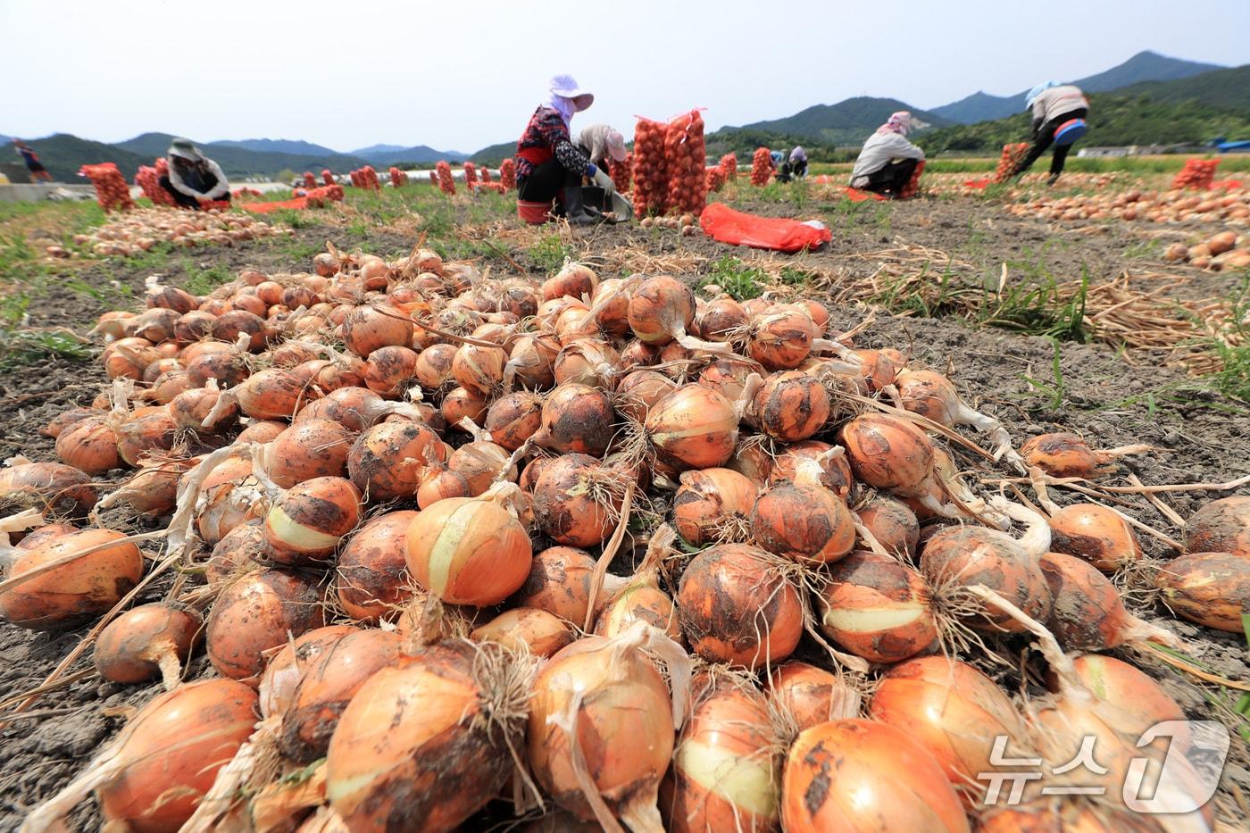 본문 이미지 - 산청군의 양파 수확 모습(산청군 제공. 재판매 및 DB금지).