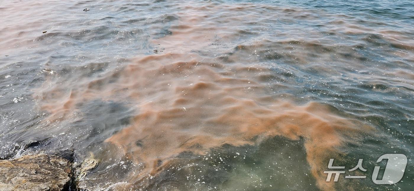 본문 이미지 - 안산 시화나래휴게소 인근 바다에 대량 번식한 야광충이 주황색 띠를 이루고 있다.