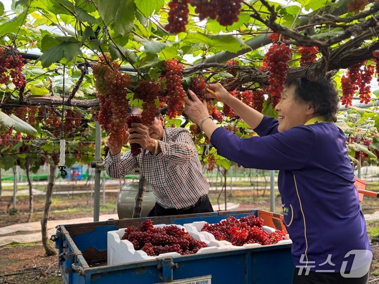 본문 이미지 - 대전에서 지난 15일 씨없는 '델라웨어' 포도가 첫 출하됐다. (시 제공) / 뉴스1