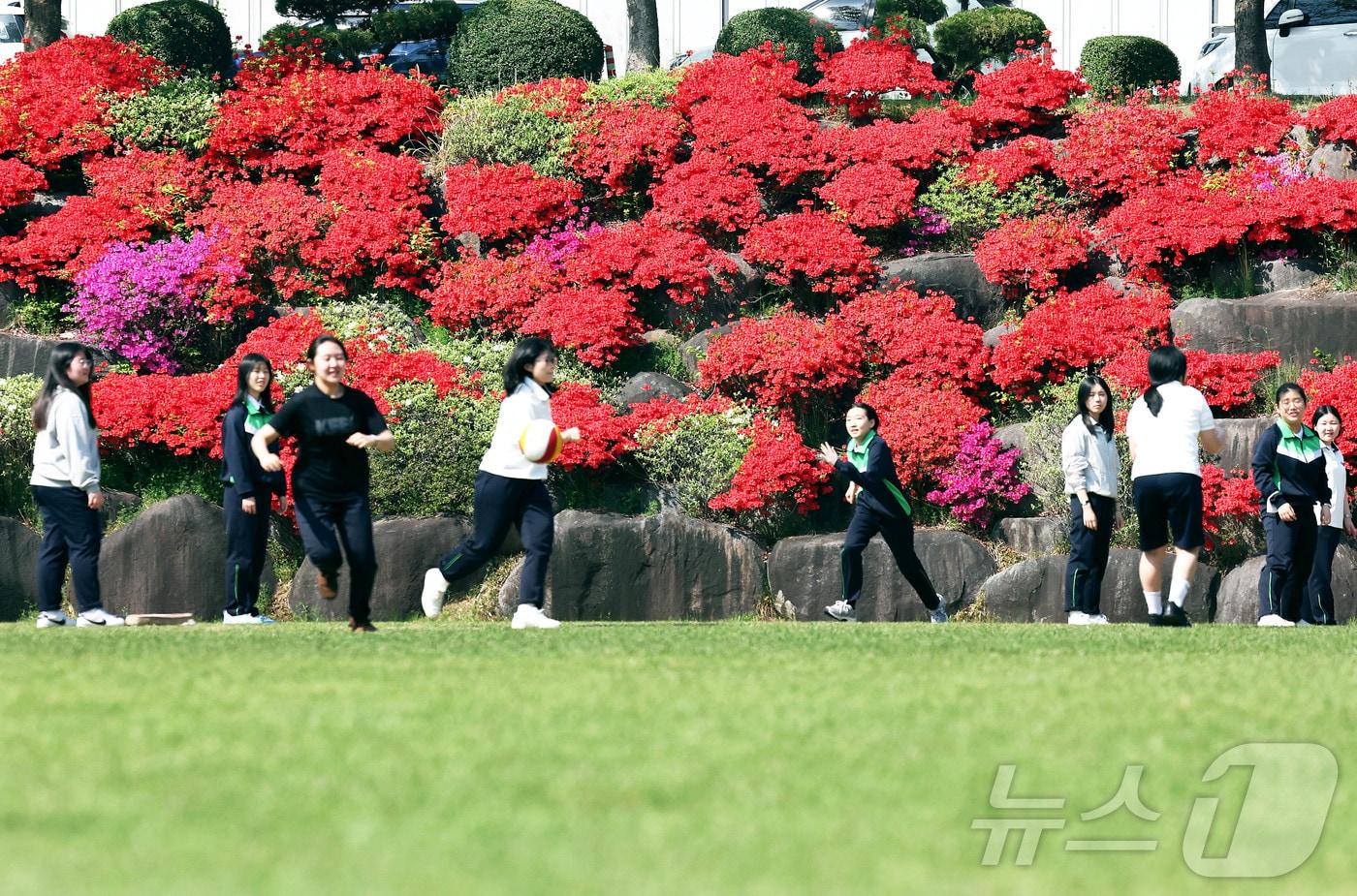본문 이미지 - 한 낮기온이 30도 가까이 가는 초여름 날씨를 보인 15일 광주 북구  두암동  동강대 내에 철쭉꽃이 만개해 있다.(광주 북구 제공. 재판매 및 DB 금지) 2026.4.15 