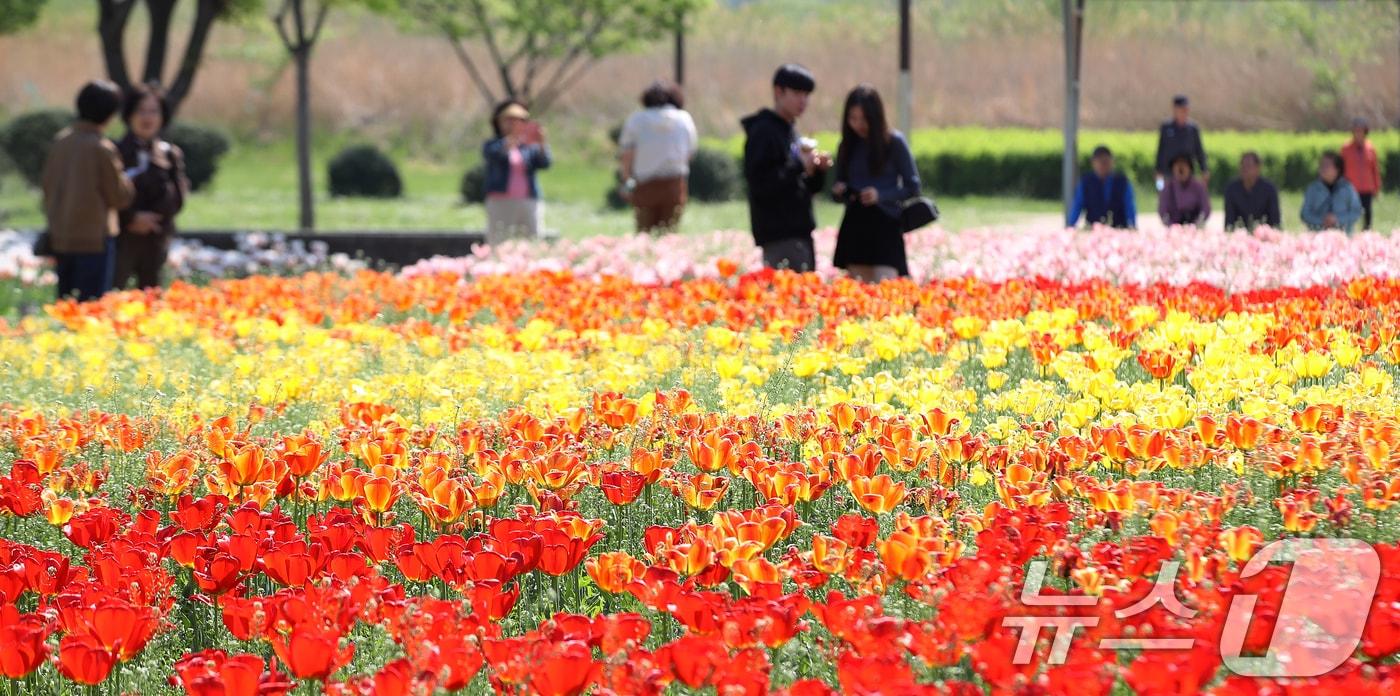 본문 이미지 - 완연한 봄 날씨를 보인 15일 오후 경남 양산 황산공원을 찾은 시민들이 활짝 핀 튤립을 구경하며 봄기운을 즐기고 있다. 2026.4.15 ⓒ 뉴스1 윤일지 기자