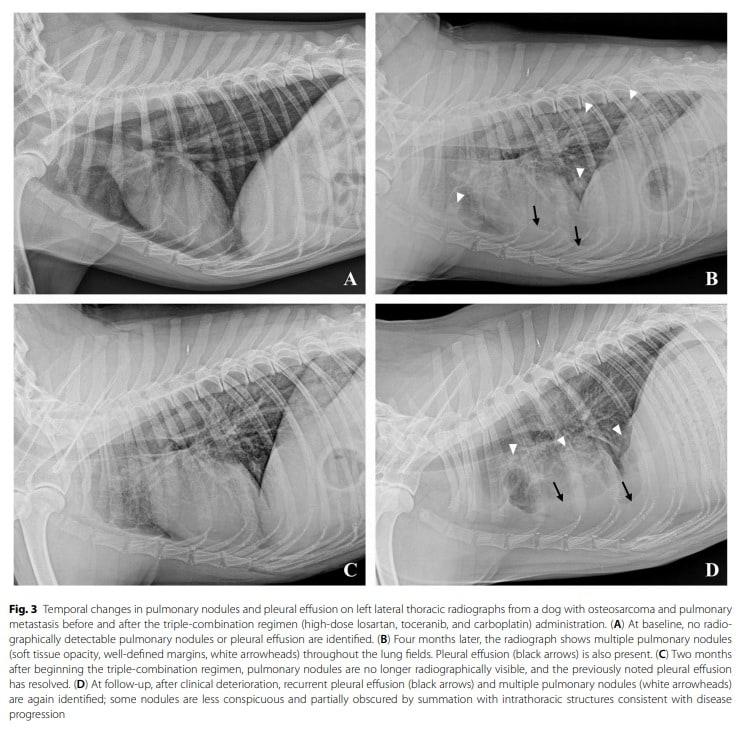 본문 이미지 - 국제학술지 아이리시 베테리너리 저널 갈무리(FM동물메디컬센터 제공) ⓒ 뉴스1