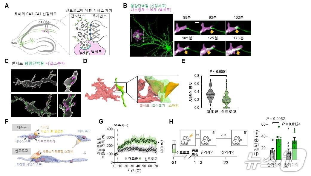 본문 이미지 - 신트로고에 의한 시냅스 제거 및 잔존 시냅스의 구조적, 기능적 강화(IBS 제공) /뉴스1