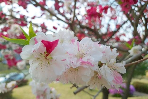 본문 이미지 - 흰색, 분홍색, 붉은색의 복사꽃이 함께 핀 충북교육청 삼색도.2026.4.15 ⓒ 뉴스1