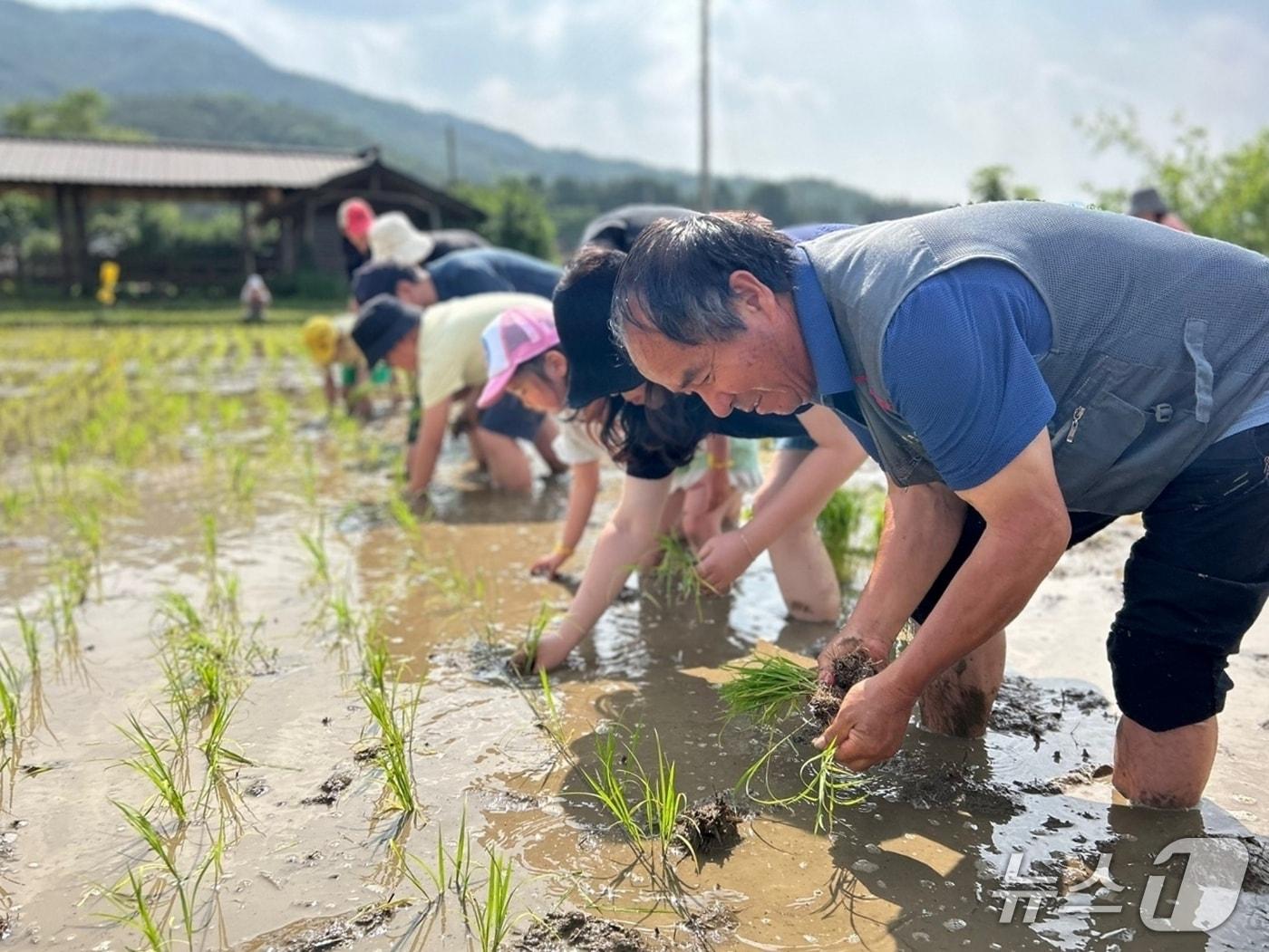 본문 이미지 - 괴산서울농장서 영농 체험하는 서울 시민들./뉴스1