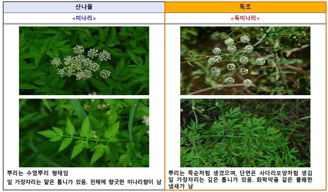 본문 이미지 - (식약처 제공)
