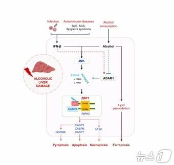 본문 이미지 - 알코올이 촉발하는 면역반응에 의한 간 손상 기전.(UNIST 제공. 재판매 및 DB금지)/뉴스1