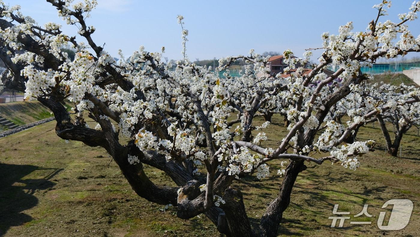 본문 이미지 - 영동군 과일나라테마공원에 있는 110년 묵은 배나무가 꽃을 활짝 피웠다.(영동군 제공. 재판매 및 DB금지) 