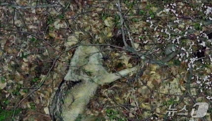 본문 이미지 - 14일 열화상 드론에 포착된 늑구(대전시 제공. 재판매 및 DB금지)