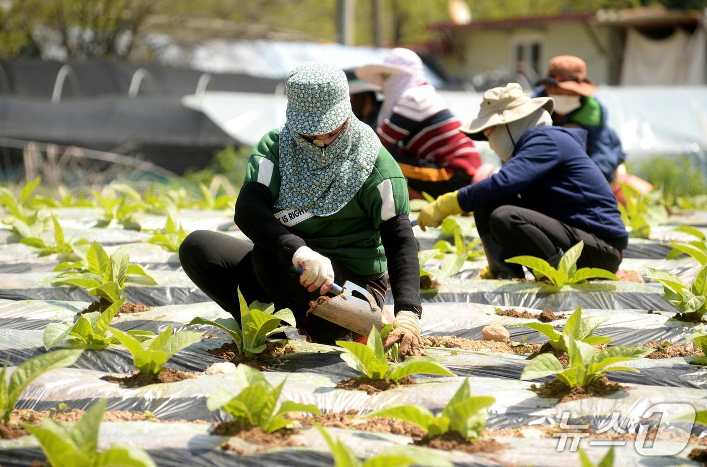 본문 이미지 - 외국인 계절근로자.(사진은 기사 내용과 무관함) / 뉴스1 ⓒ News1