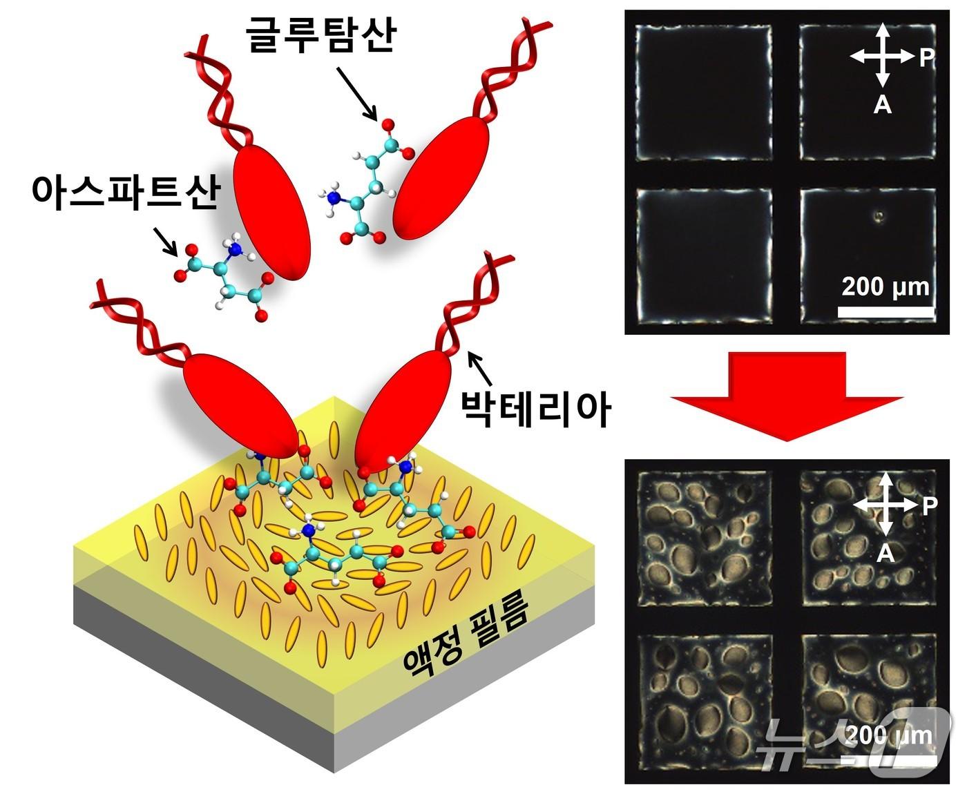 본문 이미지 - 포스텍과 서울대, 국립군산대 연구팀이 식중독균을 1분 이내 검출할 수 있는 초고속 바이오센서 기술을 개발했다.(포스텍 제공, 재판매 및 DB금지) 2026.4.16/뉴스1 