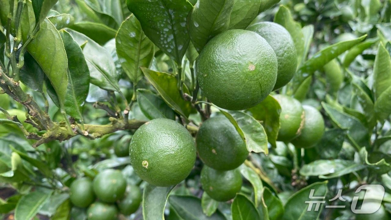 본문 이미지 - 풋귤.(제주도 제공. 재판매 및 DB금지)/뉴스1