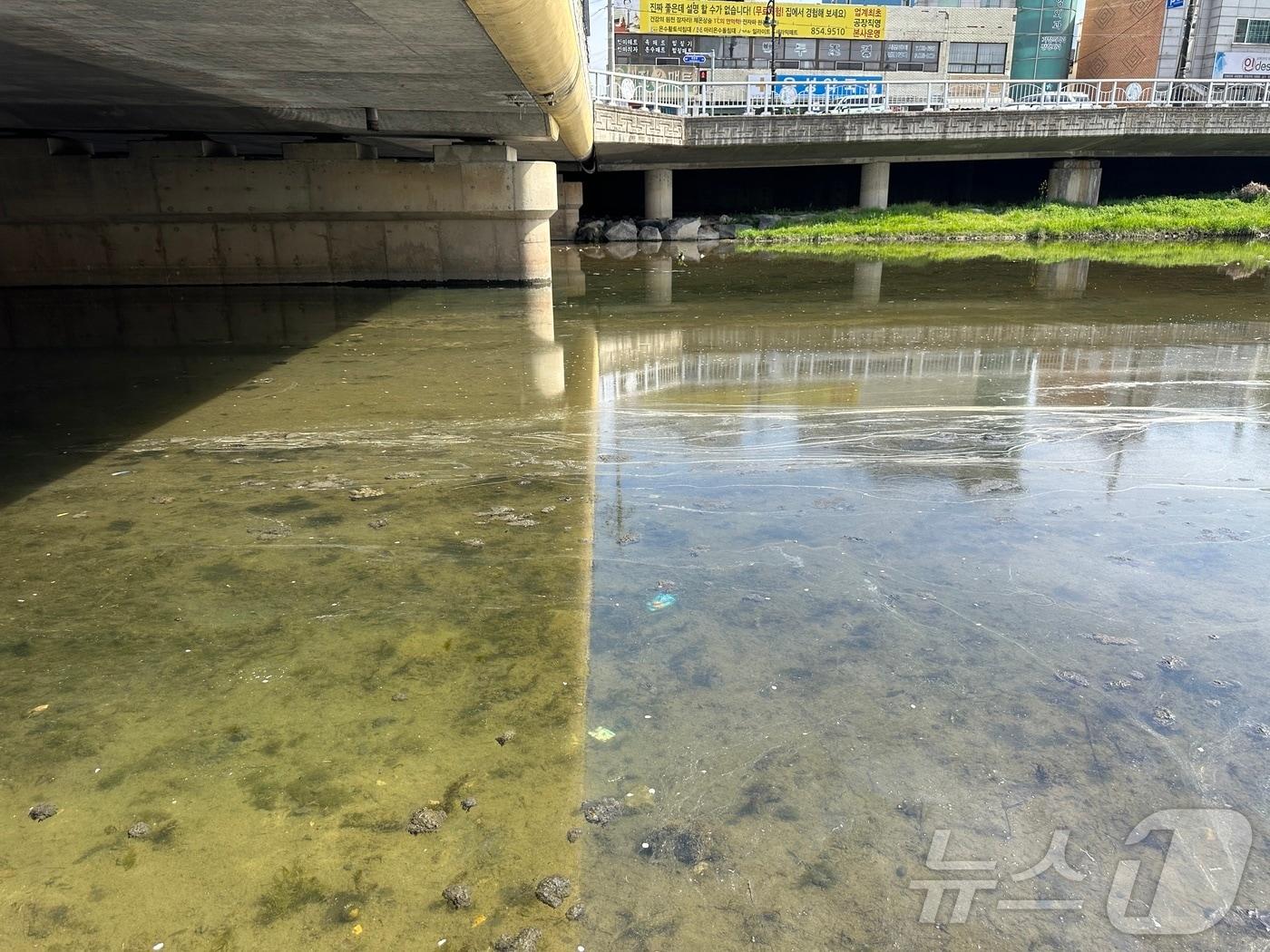 본문 이미지 - 검은색 침전물이 물 위로 떠오르고 있는 충주 대봉교 인근 충주천.