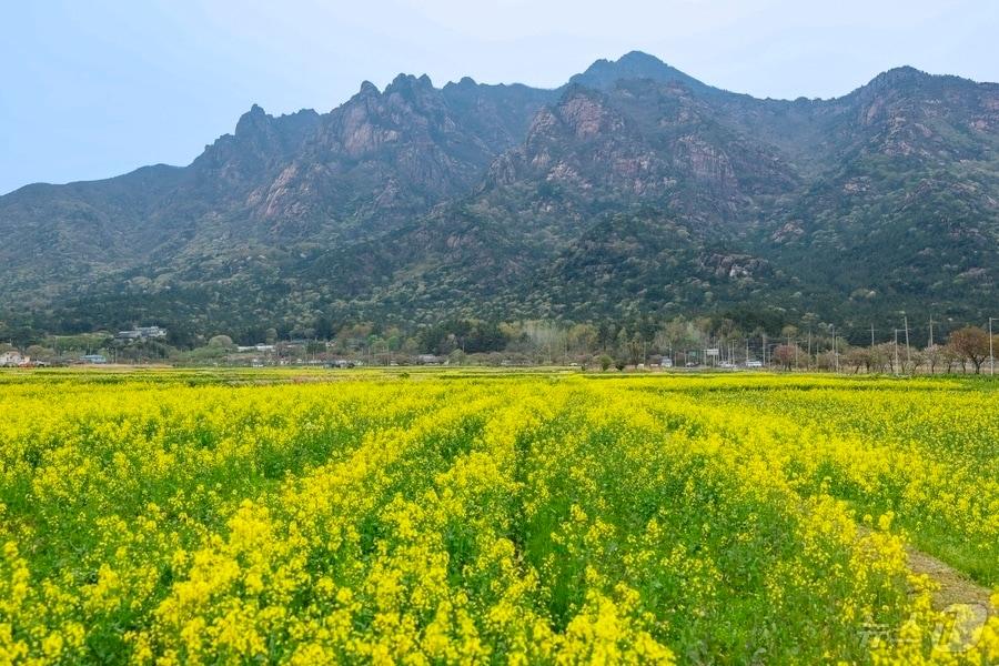 본문 이미지 - 영암군 월출산 자락 유채꽃 만개 (영암군 제공. 재판매 및 DB금지) ⓒ 뉴스1