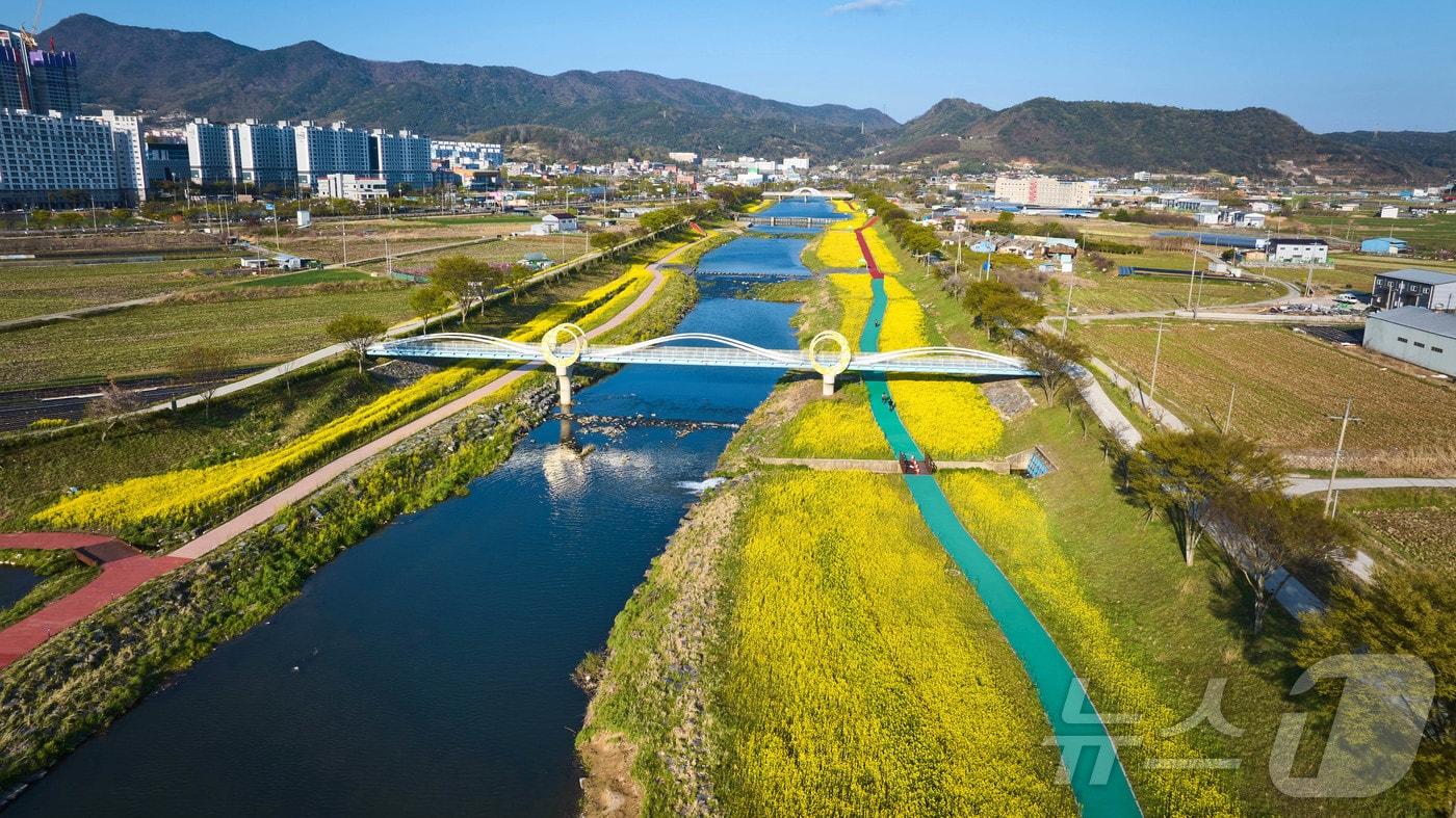 본문 이미지 - 유채꽃이 핀 화순 꽃강길.(화순군 제공, 재배포 및 DB 금지) ⓒ 뉴스1