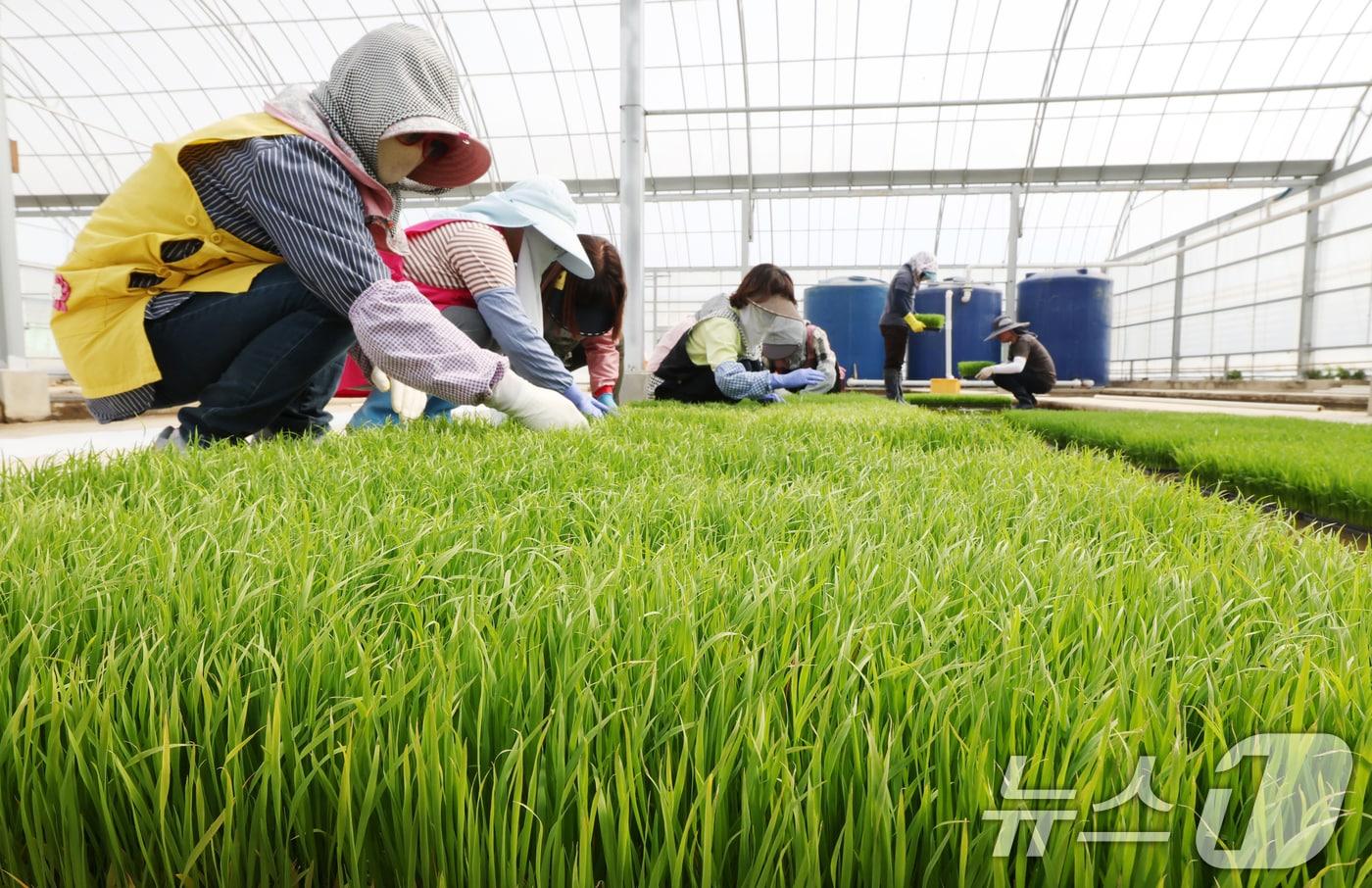 본문 이미지 - 경기 수원시 권선구 농촌진흥청 국립식량과학원 중북부작연구센터 작물연구동. ⓒ 뉴스1 김영운 기자
