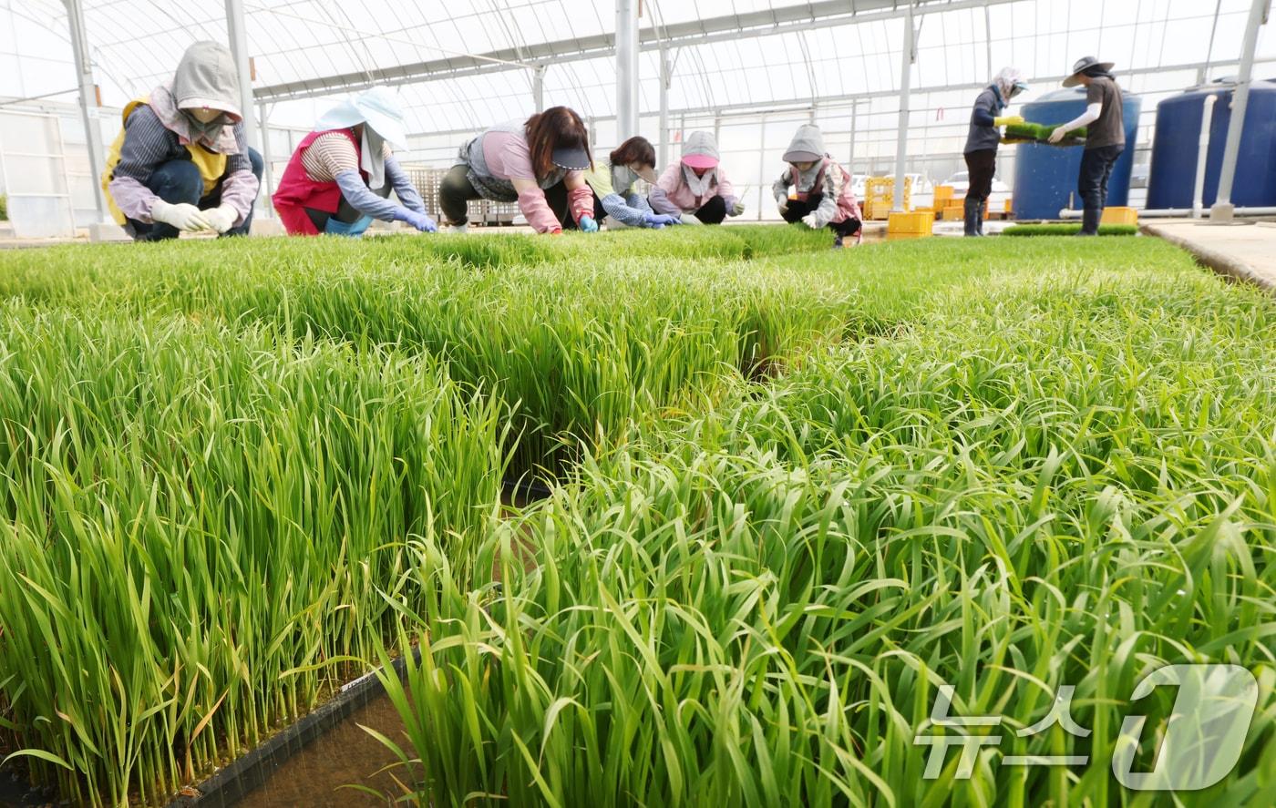 본문 이미지 - 절기상 곡우를 나흘 앞둔 16일 경기 수원시 권선구 농촌진흥청 국립식량과학원 중북부작연구센터 작물연구동에서 관계자들이 본격적인 벼농사를 앞두고 모 기르기(육묘) 작업을 하고 있다. 2026.4.16 ⓒ 뉴스1 김영운 기자