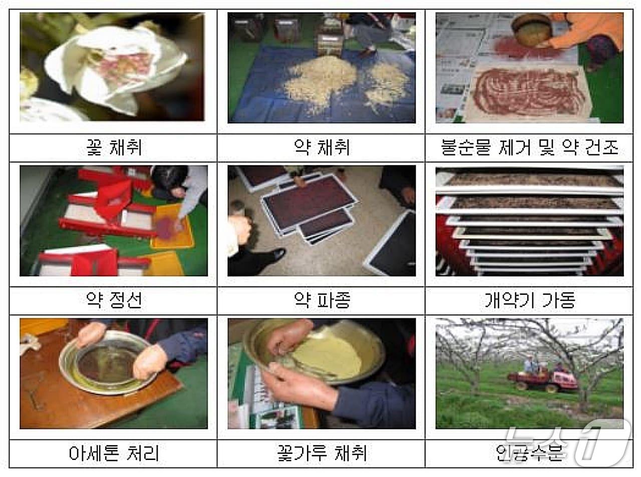 본문 이미지 - 과수 꽃가루은행 개념도.(농촌진흥청 제공. 재판매 및 DB금지)