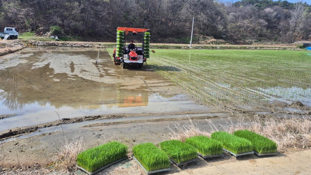 본문 이미지 - 보령 청소면 일원 모내기 모습.(시 제공. 재판매 및 DB금지)/뉴스1