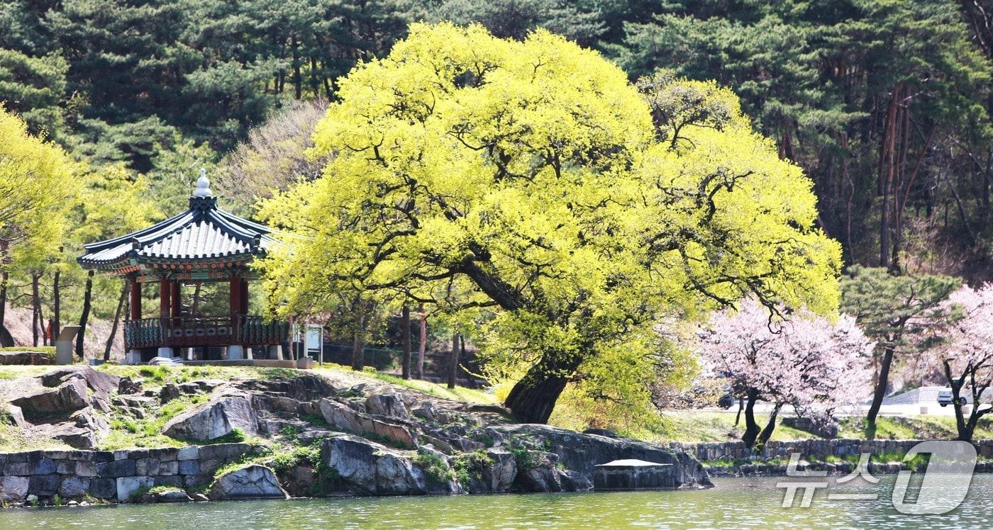본문 이미지 - 신라 '악성' 우륵 선생이 가야금을 연주했던 의림지 우륵정(왼쪽)과 버드나무.2026.4.16/뉴스1 손도언 기자 