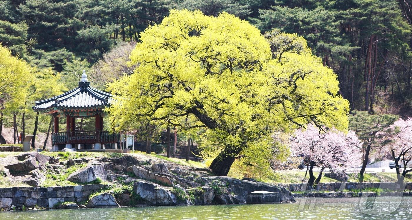 본문 이미지 - 충북 제천시 의림지. ⓒ 뉴스1 손도언 기자