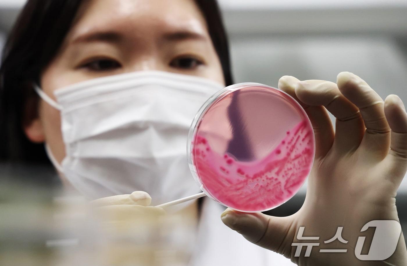 본문 이미지 - 식중독균 배양검사 자료사진. 2026.4.16 ⓒ 뉴스1 김영운 기자