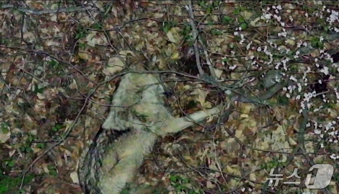 본문 이미지 - 드론에 포착된 늑구(대전시 제공. 재판매 및 DB금지)