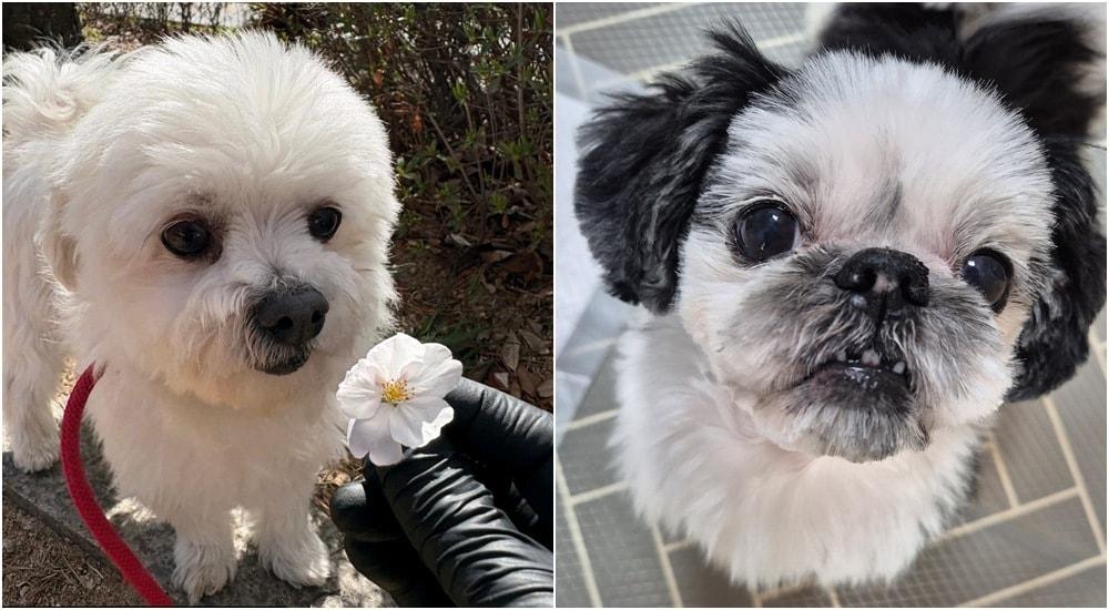 본문 이미지 - 오랜 시간 방치된 채 같은 집에서 구조된 누네(왼쪽)와 띠네(독자 제공) ⓒ 뉴스1