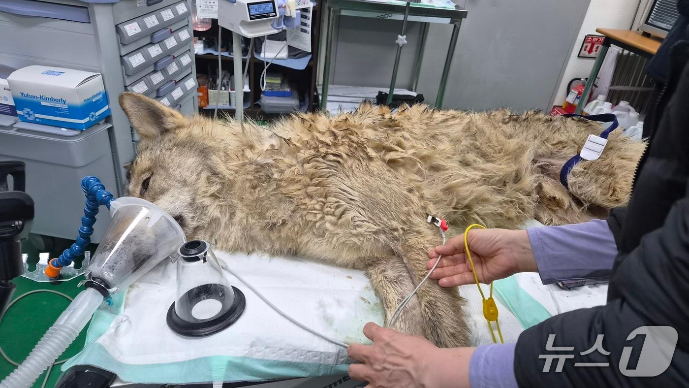 본문 이미지 - 오월드를 탈출한 늑구가 포획돼 시설에서 건강상태를 점검받고 있다.(대전시 제공. 재판매 및 DB금지)/뉴스1