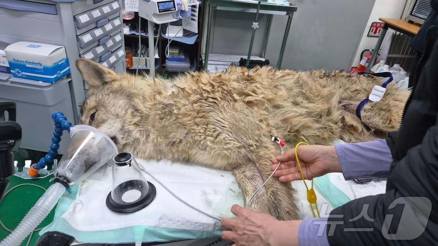 본문 이미지 - 대전 오월드 동물원을 탈출한 수컷 늑대 '늑구'가 9일 만에 포획됐다. 17일 관계자들이 오월드로 이송된 늑구의 건강상태를 확인하고 있다. (대전시 제공. 재판매 및 DB금지)/뉴스1