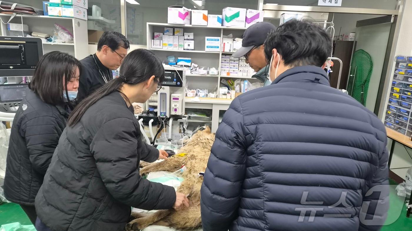 본문 이미지 - 대전 오월드 동물원을 탈출한 수컷 늑대 '늑구'가 9일 만에 포획됐다. 17일 관계자들이 오월드로 이송된 늑구의 건강상태를 확인하고 있다.(대전시 제공. 재판매 및 DB금지) 2026.4.17 ⓒ 뉴스1 김기태 기자