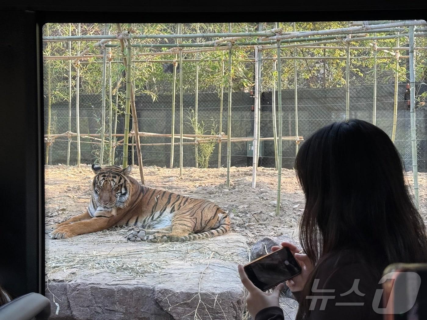 본문 이미지 - 사파리월드에서 볼 수 있는 뱅갈호랑이 ⓒ 뉴스1 윤슬빈 관광전문기자