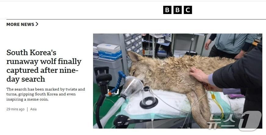 본문 이미지 - 늑구 포획 뉴스 - BBC 홈피 갈무리