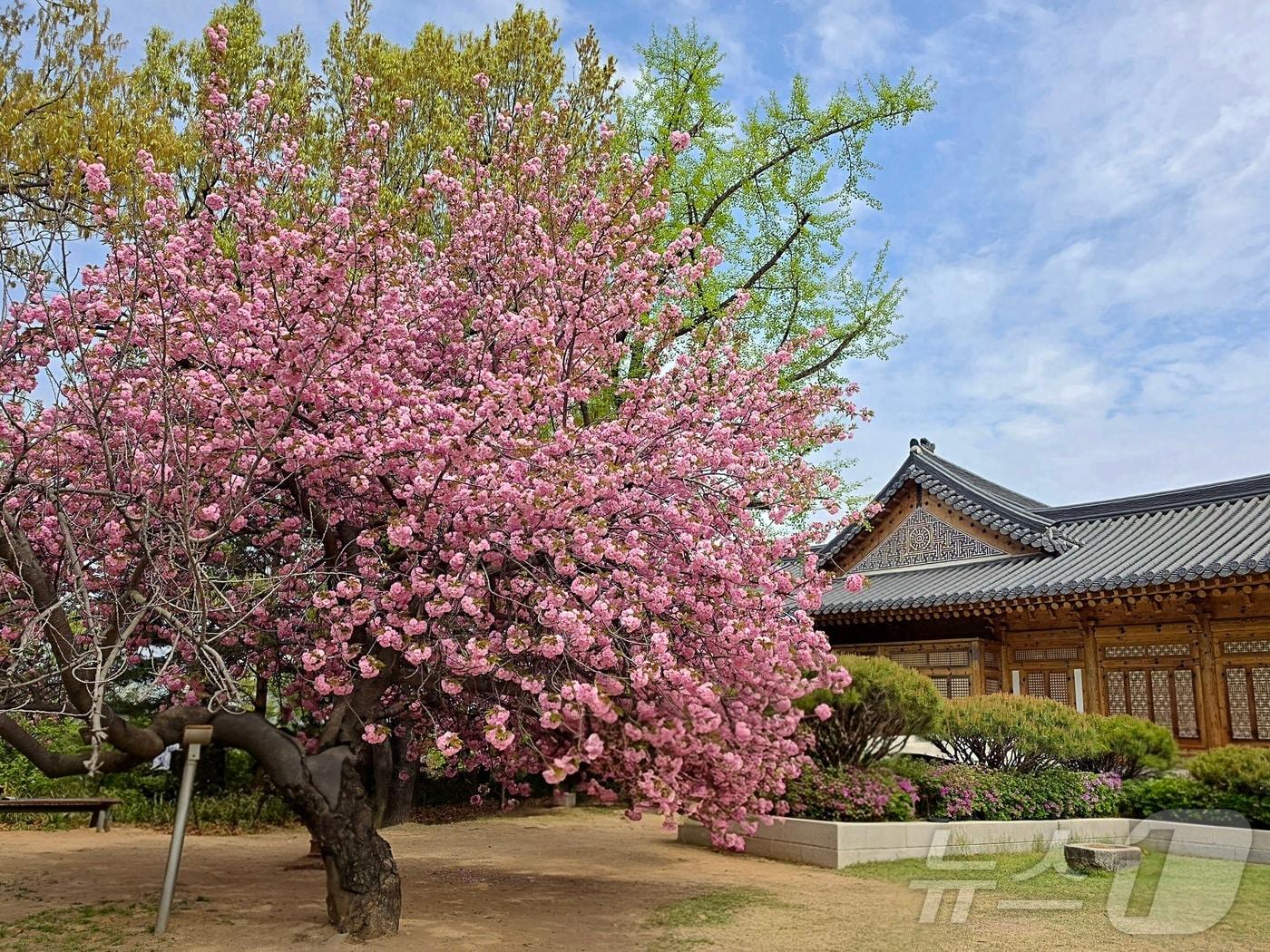 본문 이미지 - 17일 서울 영등포구 여의도동 국회의사당 사랑재에 겹벚꽃이 피어 있다.(독자제공) 2026.4.17 ⓒ 뉴스1 황덕현 기후환경전문기자