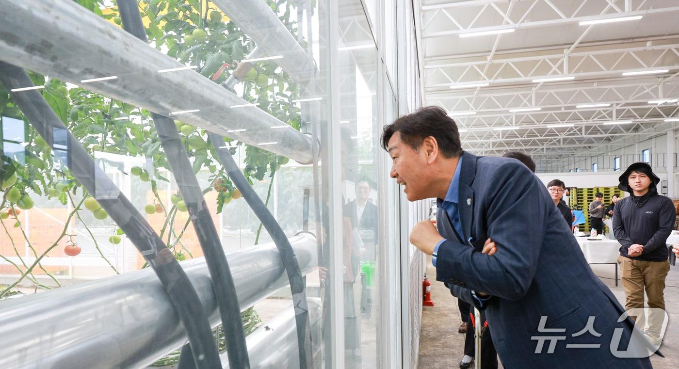 본문 이미지 - 17일 장수군 소재 한 스마트팜 시설을 방문한 김관영 전북지사가 생육 중인 작물을 유심히 살펴보고 있다.(전북도 제공. 재판매 및 DB금지)/뉴스1  