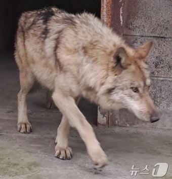 본문 이미지 - 17일 대전 중구 오월드에서 탈출한 늑대 '늑구'가 외부 의료기관에서 치료를 받고 회복중인 모습. 늑구는 지난 8일 오전 9시 30분께 오월드 사파리 내 철조망 아래를 파고 탈출해 10일 만인 17일 오전 0시 44분께 마취총을 이용해 최종 포획에 성공해 시설로 돌아왔다.(대전시 제공. 재판매 및 DB금지) 2026.4.17 ⓒ 뉴스1 김기태 기자