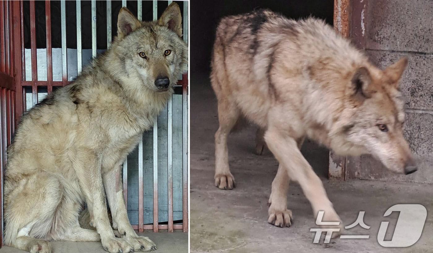 본문 이미지 - 17일 대전 중구 오월드에서 탈출한 늑대 '늑구'가 외부 의료기관에서 치료를 받고 회복중인 모습. (대전시 제공. 재판매 및 DB금지) 2026.4.17 ⓒ 뉴스1