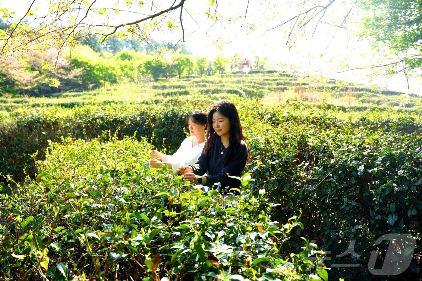 본문 이미지 - 해남 두륜산 녹차체험(해남군 제공. 재판매 및 DB금지) ⓒ 뉴스1