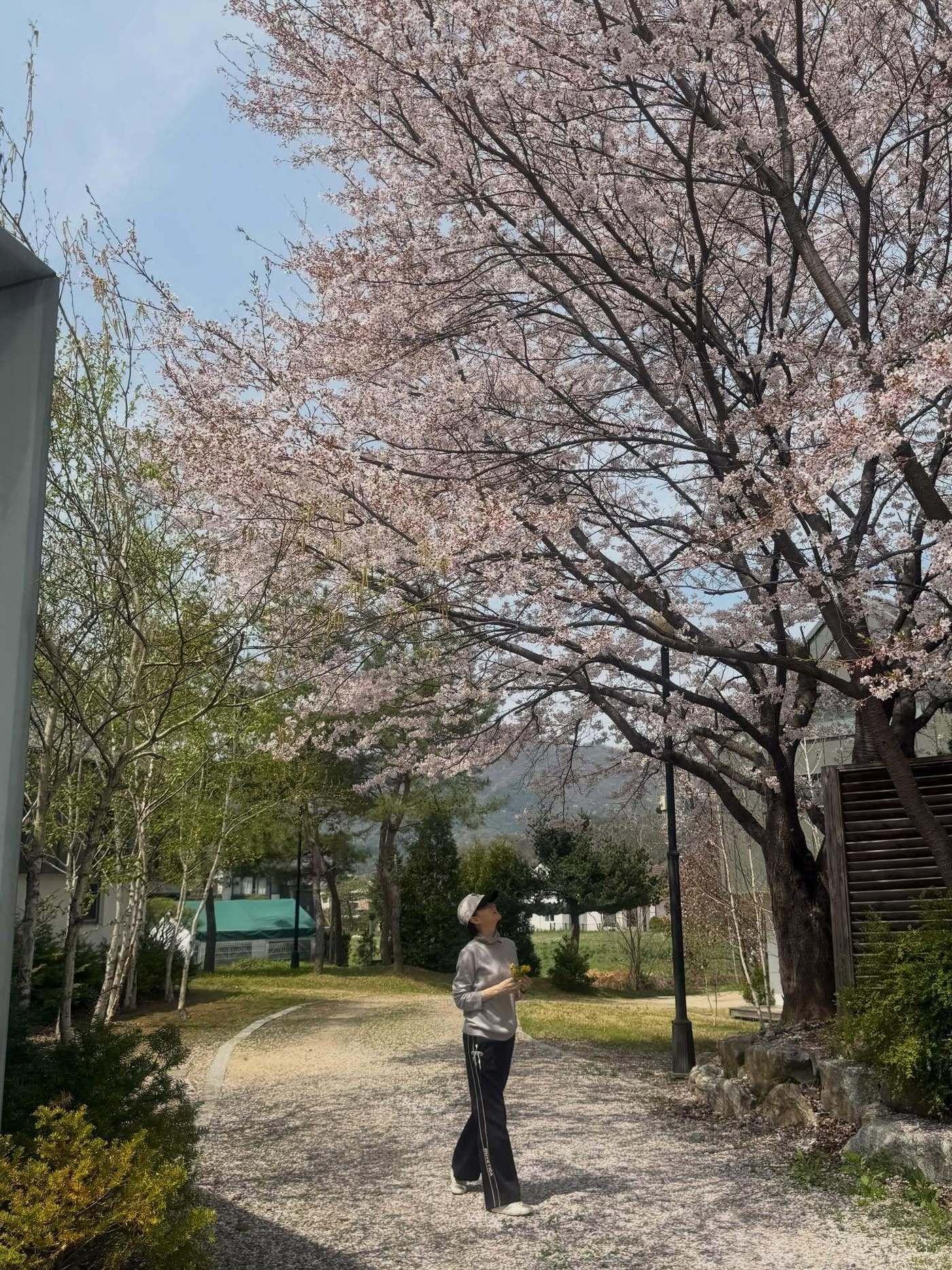 본문 이미지 - 이영애 SNS