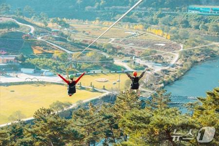 본문 이미지 - 전북 정읍시 구절초 지방정원 내 집와이어.(정읍시 제공. 재판매 및 DB금지)/뉴스1 
