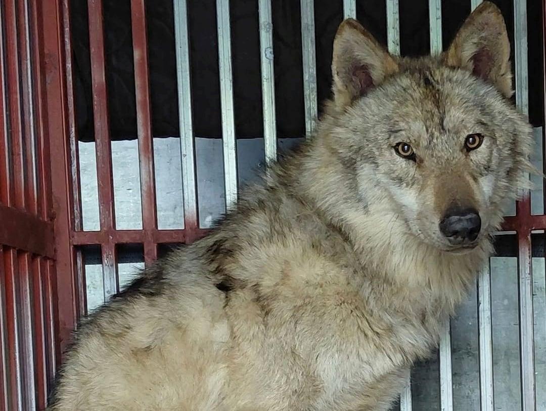 본문 이미지 - 대전 오월드를 탈출했다가 구조된 늑구(대전시 인스타그램 갈무리) ⓒ 뉴스1