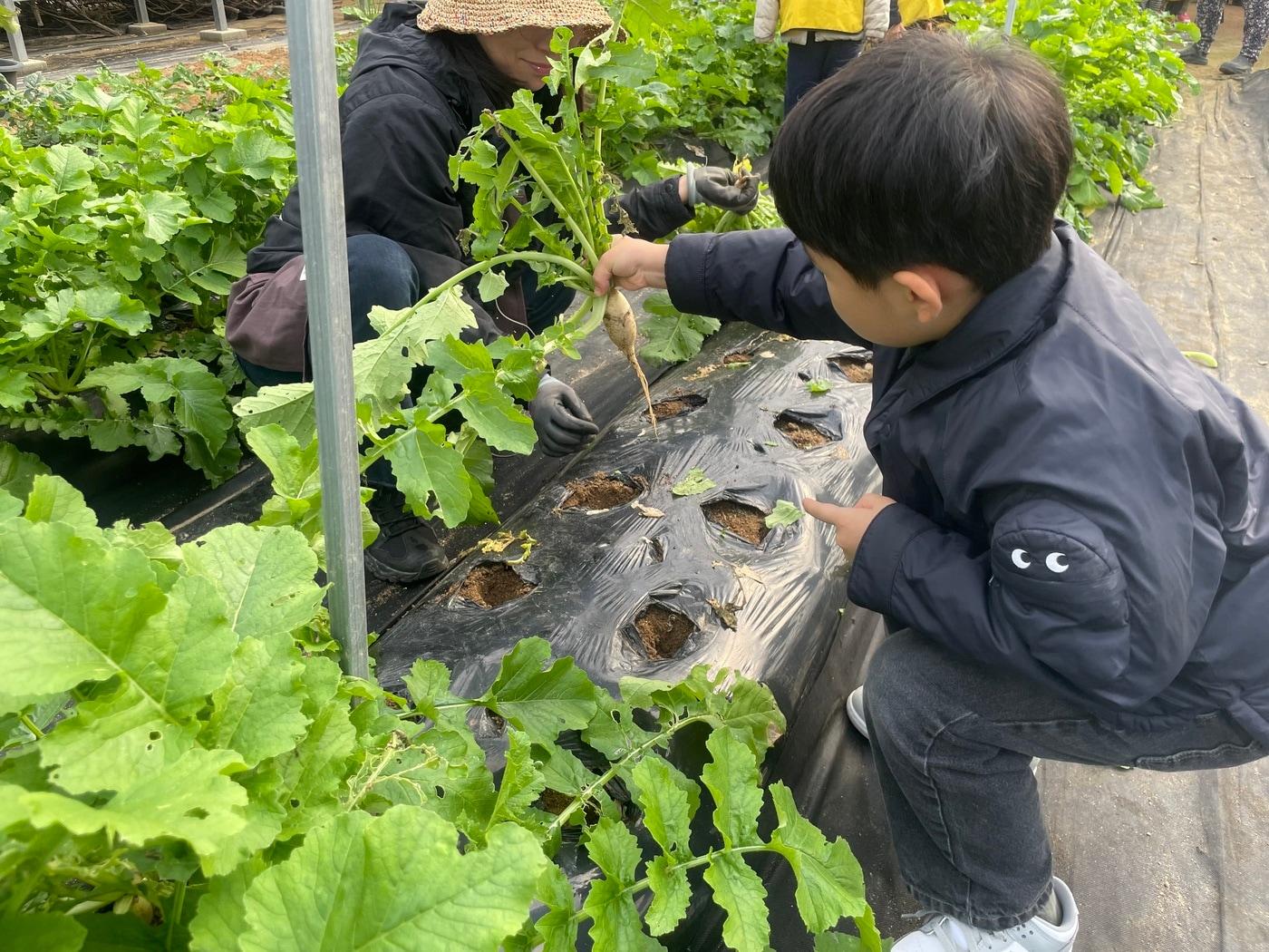 본문 이미지 - 농산물수확체험(서울시 제공)