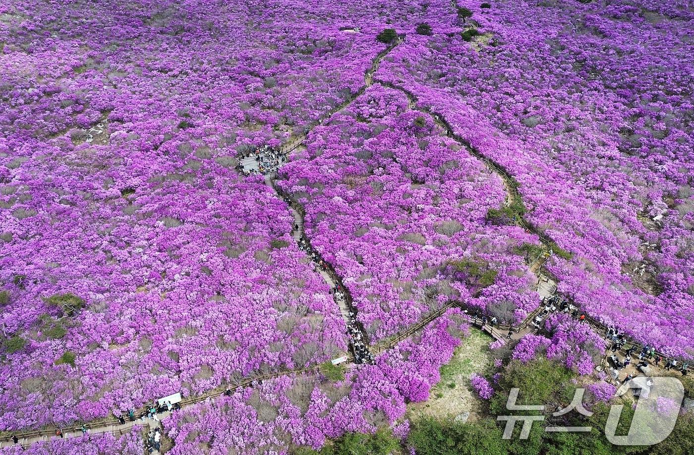 본문 이미지 - 19일 대구 달성군 비슬산 대견사 인근 참꽃군락지에 곱게 핀 참꽃이 절정을 이룬 가운데 휴일을 맞은 시민들의 발길이 줄을 잇고 있다.  2026.4.19 ⓒ 뉴스1 공정식 기자